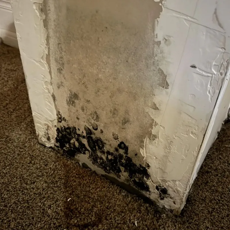 Professional Mold Removal in Amador County, CA